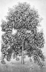 pear tree                             